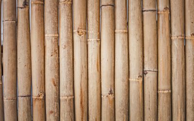 Planter des bambous dans votre jardin : un petit air d’Asie